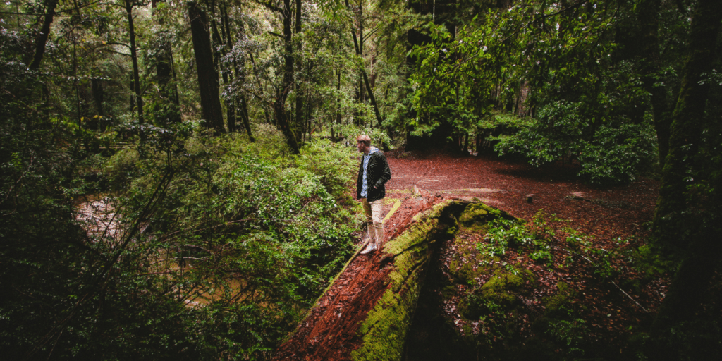 Exploring the Majestic Beauty of Redwood National and State Parks
