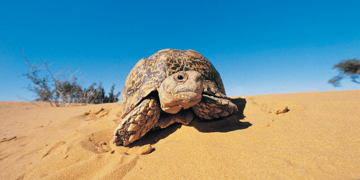 wildlife: desert tortoise