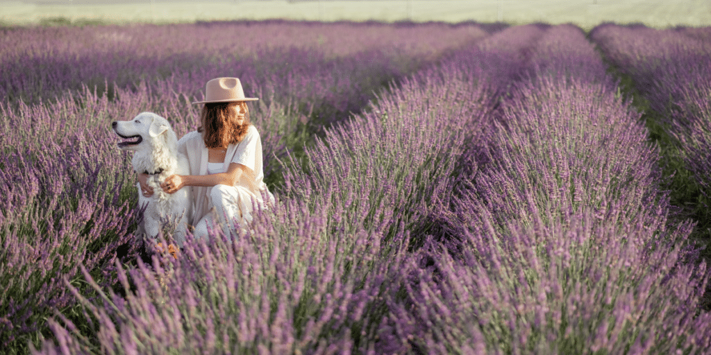 Celebrate the Lavender Festival at 123 Farm in Cherry Valley