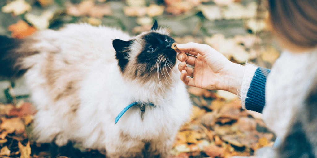 New AI-Powered Cat Feeder Aims to Curb Feline Obesity Epidemic