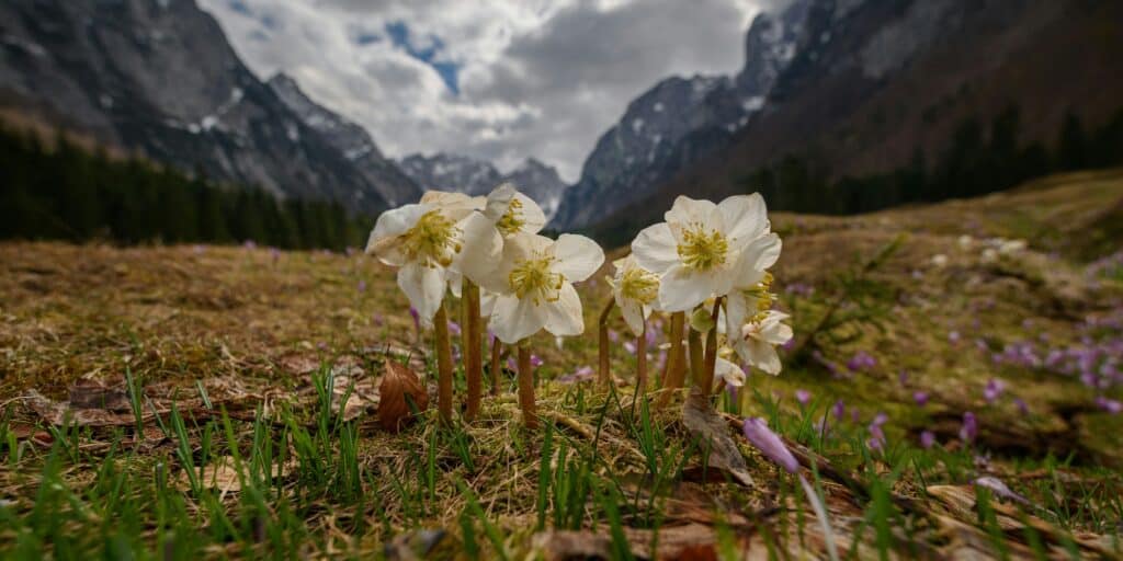 How Alpine Flowers Thrive in Harsh Conditions