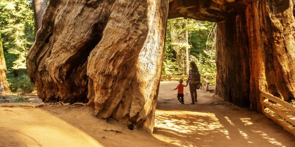 Visiting General Sherman Sequoia: Discovering the World's Largest Tree