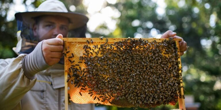 How Bee Swarms in Palm Springs Are Affecting Local Communities