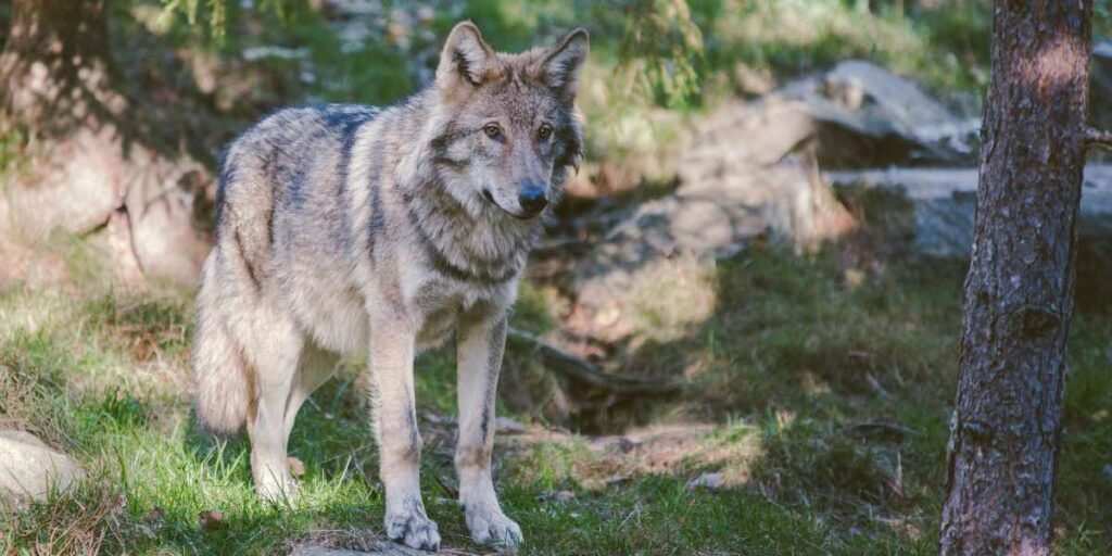 Understanding Gray Wolf Behavior and Its Effect on California Communities