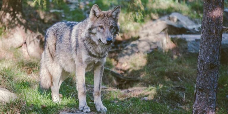 Understanding Gray Wolf Behavior and Its Effect on California Communities