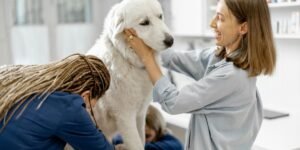 Pet Pampering Services A Booming Industry for Entrepreneurs