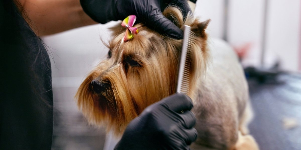 Pet Pampering Services A Booming Industry for Entrepreneurs
