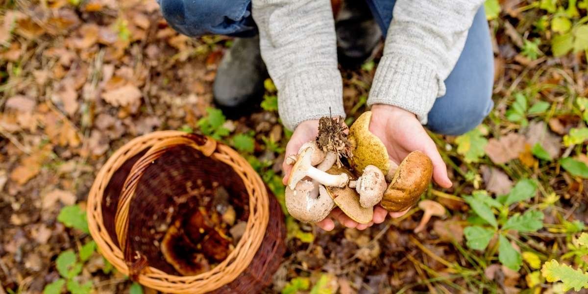 California Toxic Mushrooms Put Foragers on High Alert