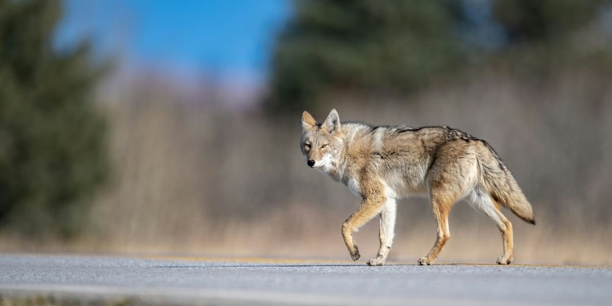 Wildlife Crossing Project Near Los Angeles Runs Over Budget