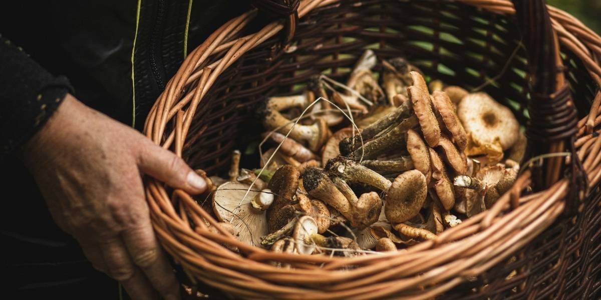 Toxic Mushroom Cases Reach Historic Levels in California