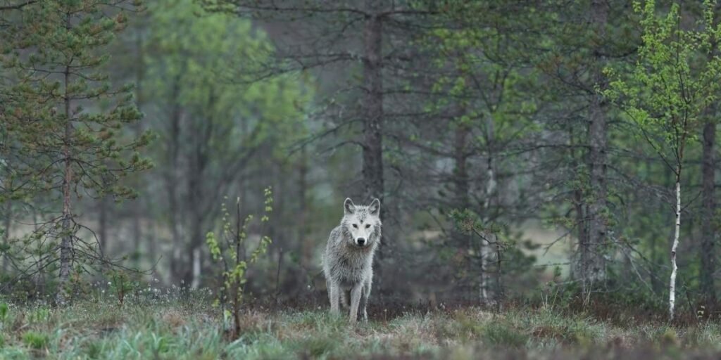 California Wolves Eating More Cattle Raises Ranching Concerns
