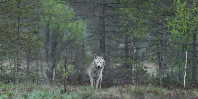 California Wolves Eating More Cattle Raises Ranching Concerns