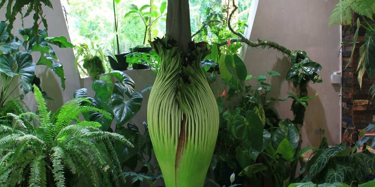 Rare Corpse Flower Bloom Draws 7,000 to The Huntington