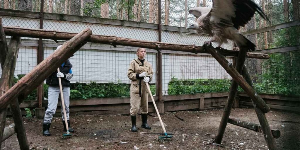 Big Bear Bald Eagle Jackie Dies After Intensive Treatment