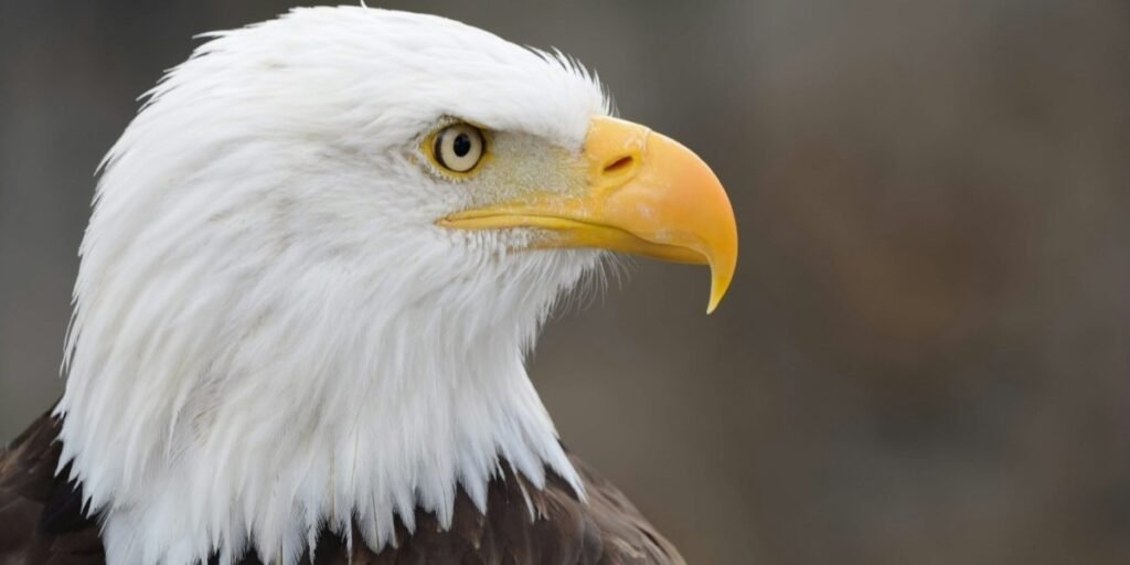 Big Bear Bald Eagle Jackie Dies After Intensive Treatment