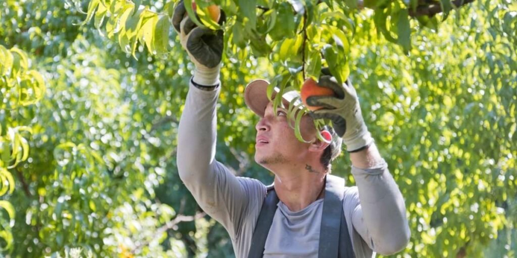 California Peach Growers Turn to Almonds After Del Monte Exit