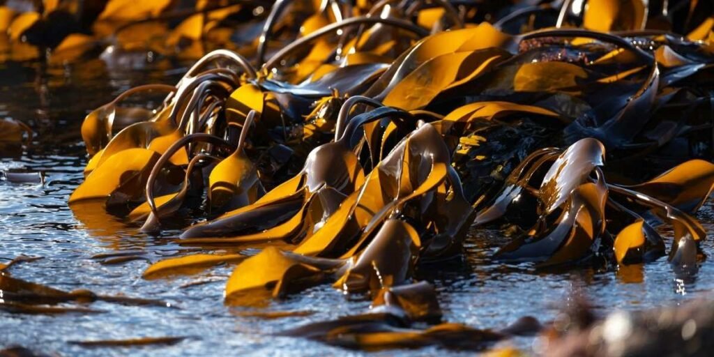 California Kelp Farm Project Advances Off Southern Coast