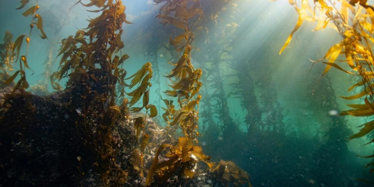 California Kelp Farm Project Advances Off Southern Coast