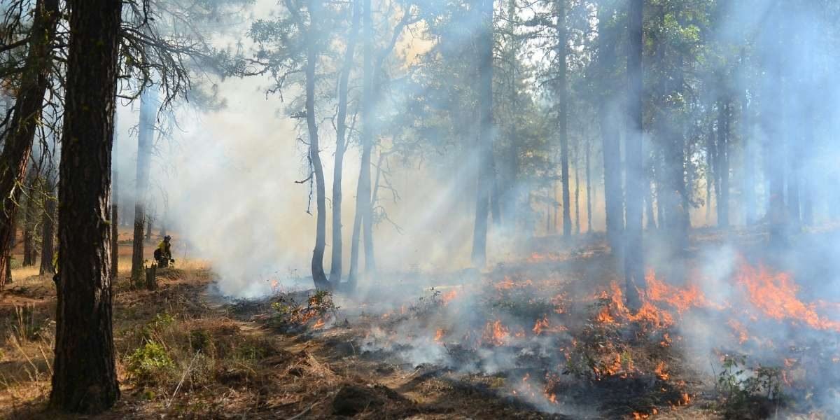 California Moves Toward Statewide Wildfire Smoke Standards