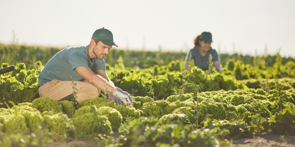 California Small Farms Face Rising Costs and Succession Challenges